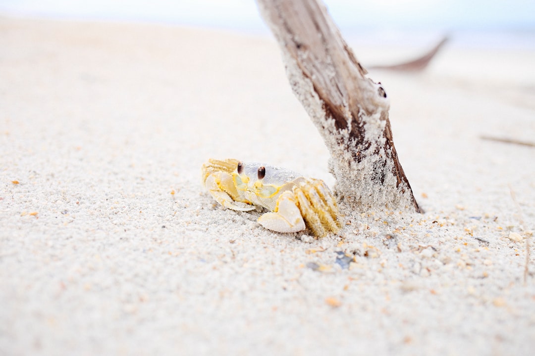 Pohang Crab