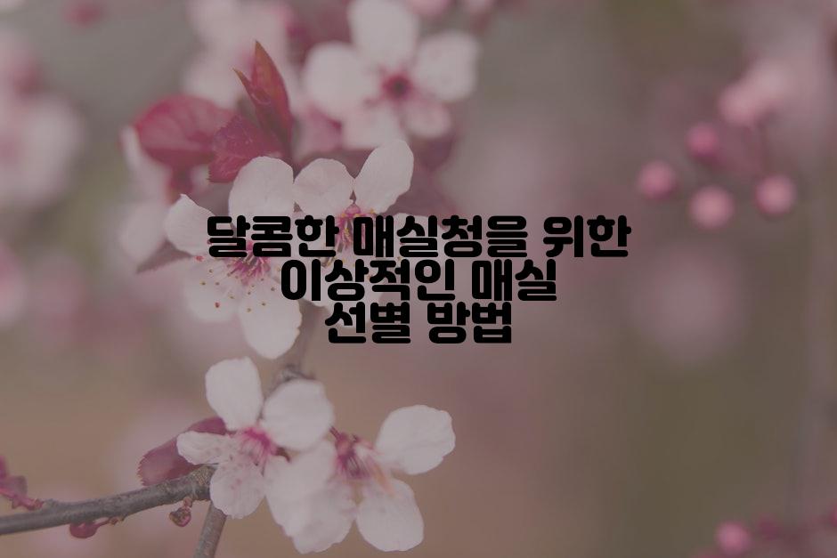 달콤한 매실청을 위한 이상적인 매실 선별 방법