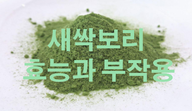  새싹보리 효능과 부작용 정리