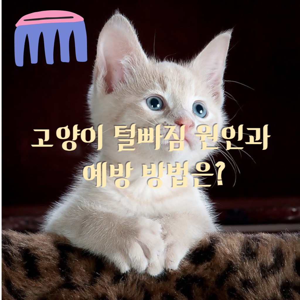 아기 고양이 사진