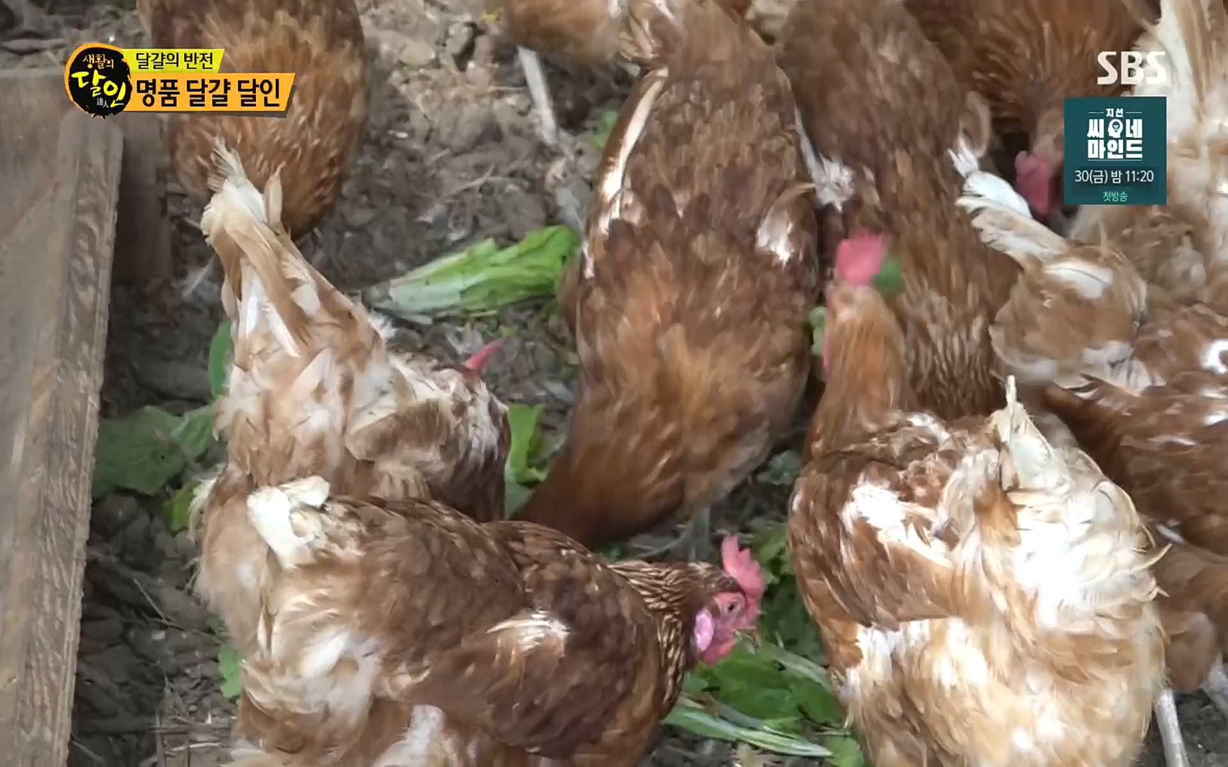 생활의 달인.E860.220926p.H264-F1RST.mp4_20220927_201422.334.jpg