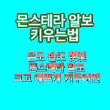몬스테라-알보-키우기-물주기