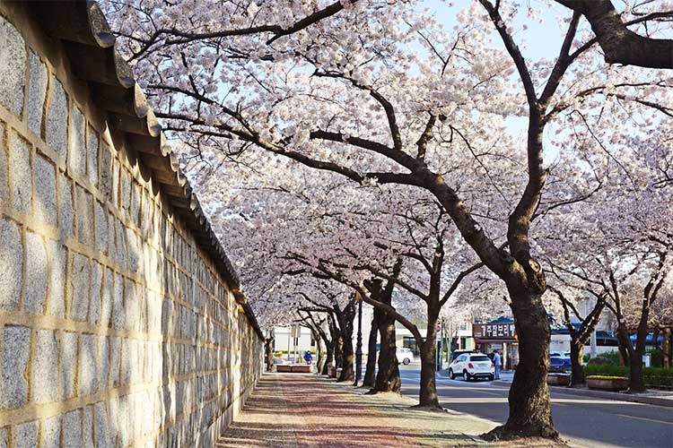 경주-대릉원돌담길-벚꽃-풍경-축제