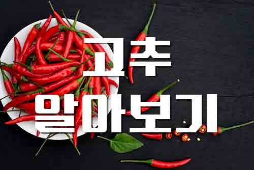  고추, 매운맛 캡사이신과 다양한 고추에 대한 정보를 알아보기 음식궁합 보관방법 주의사항