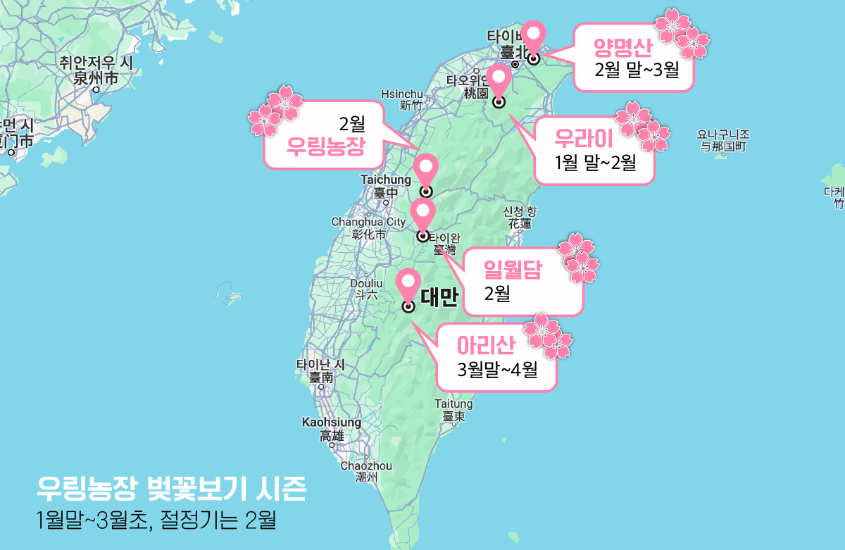 대만 벚꽃 시즌