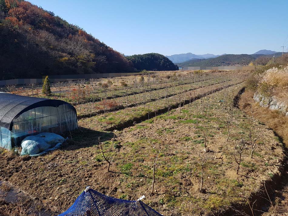  (매매완료) 경남고성부동산 고성땅 866평! 성토된 농지로 조경수가 식재되어 있는 토지매매