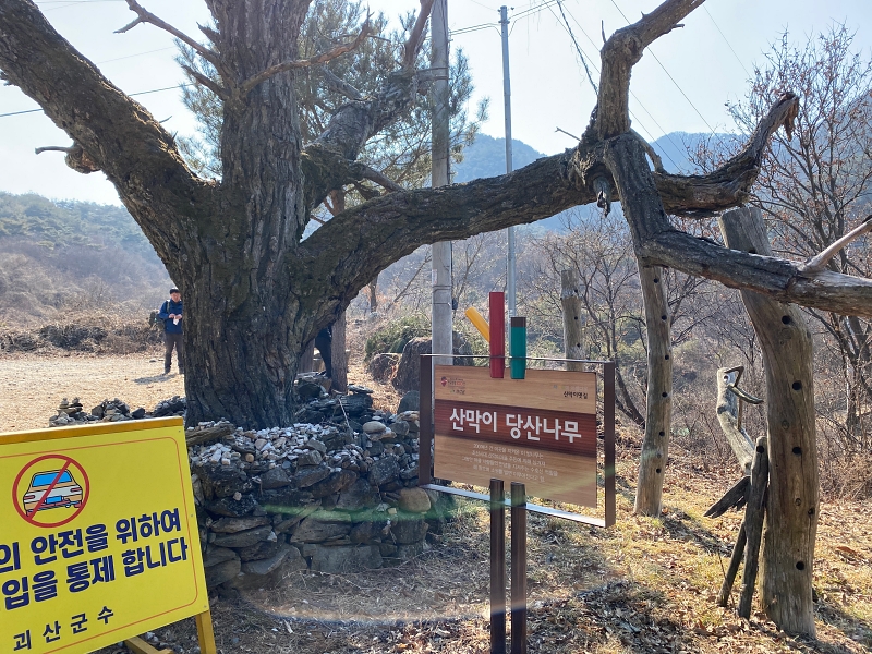 오래된 나무 앞에 산막이당산나무라는 표지판이 세워져있다