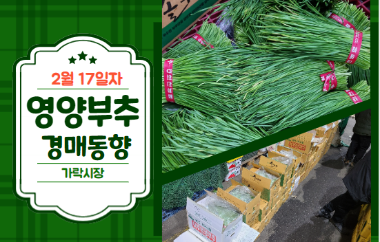  [경매사 일일보고] 2월 17일자 가락시장 영양부추 경매동향을 살펴보겠습니다!