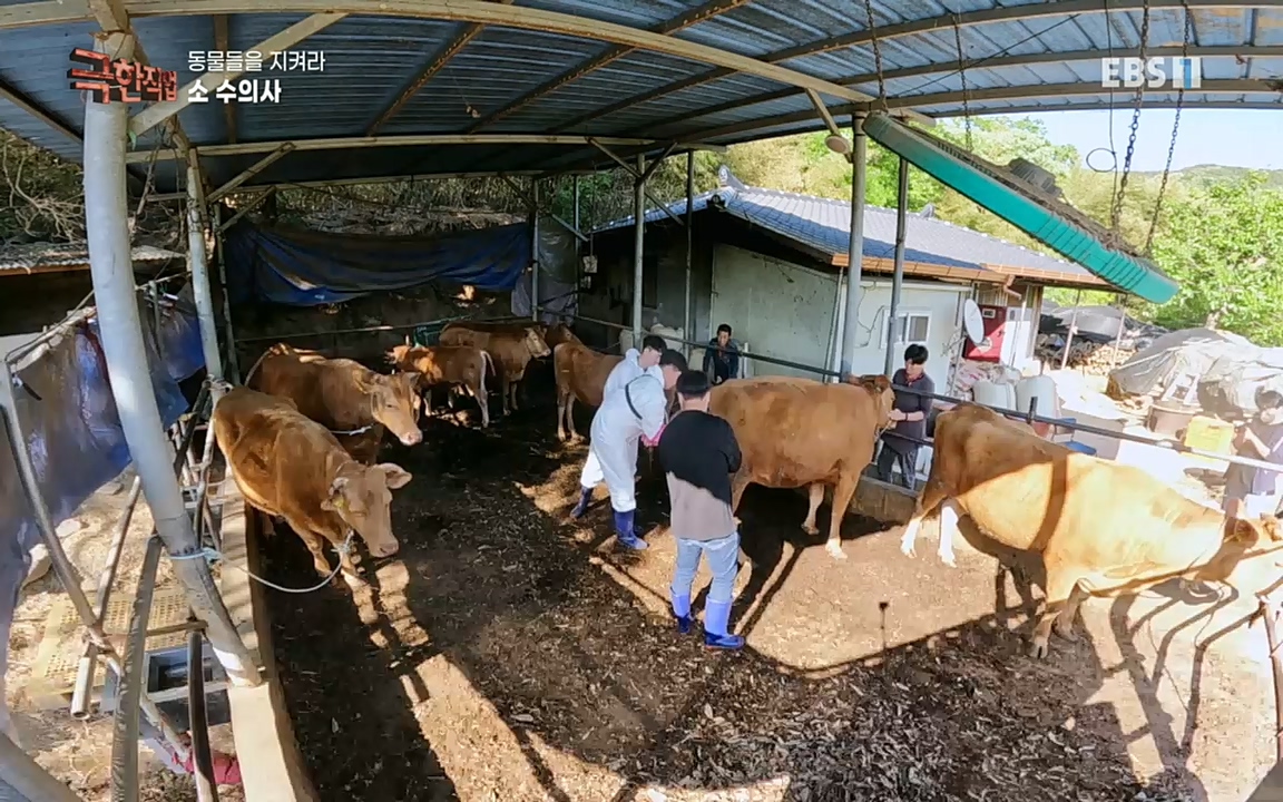 TV - 교육의 중심 EBS동물들을 지켜라, 수의사와 유기 동물 구조팀.mp4_20220913_200149.424.jpg