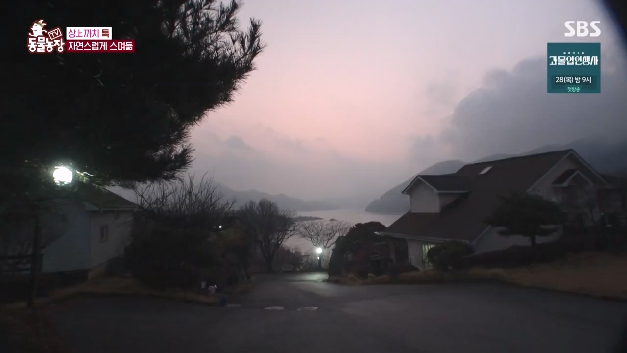 TV 동물농장.E1150.231218p-NEXT.mp4_20231217_171354.896.jpg