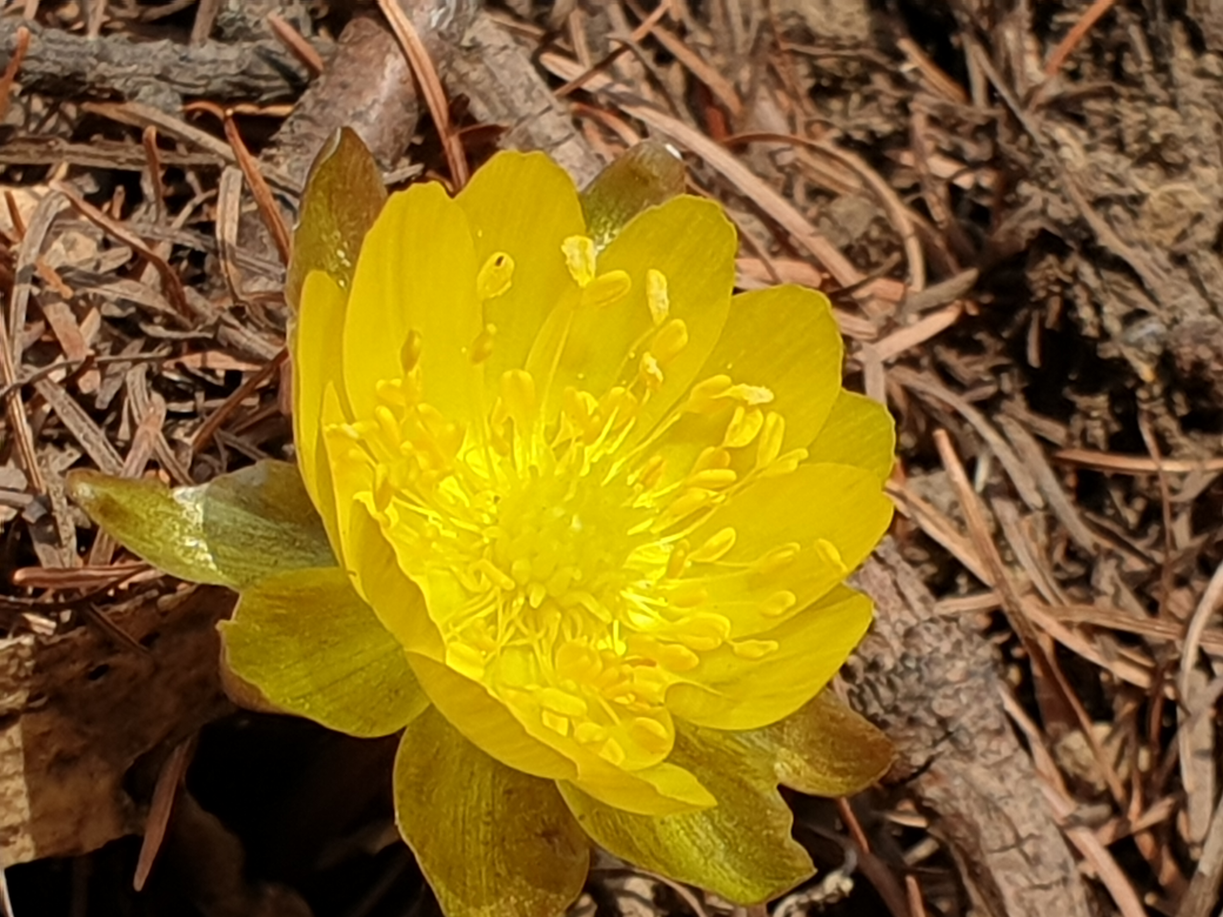 태백산
