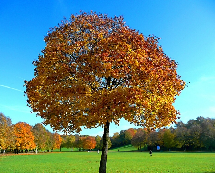 메이플 나무 (Maple Tree)