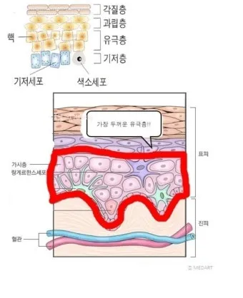 피부 구조와 기능 표피 진피 피하조직 위치 역할_16