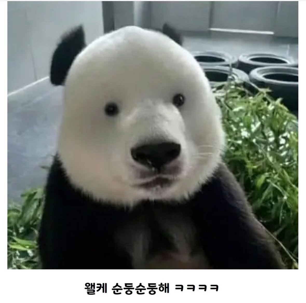 판다 이미지