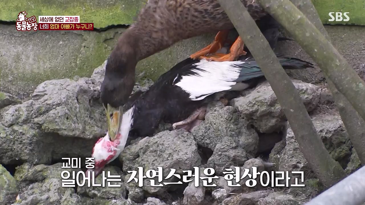 TV 동물농장.E1175.240610p-NEXT.mp4_20240609_160241.837.jpg