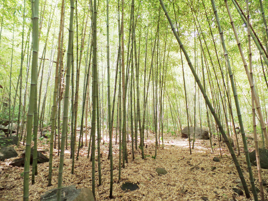 오서산휴양림 대나무숲 (오서산휴양림 홈페이지 다운로드)
