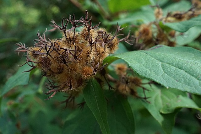 까실한 털이 수북하게 나 있는 위실나무 열매
