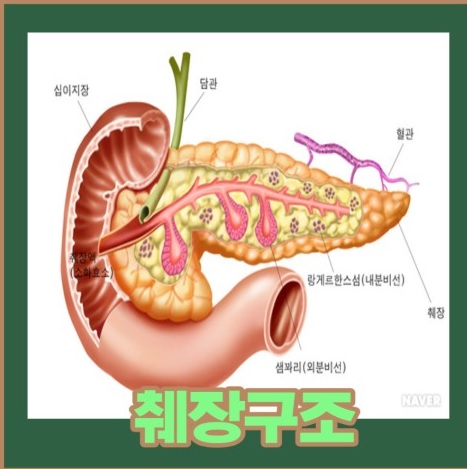 췌장구조