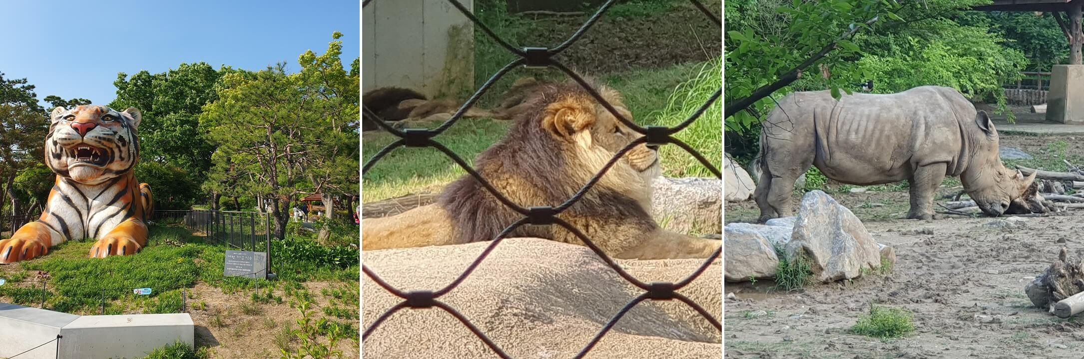 서울대공원 호랑이&#44;사자&#44;코뿔소 사진