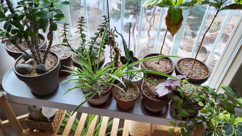 퓨처 그린 식물등으로! 25