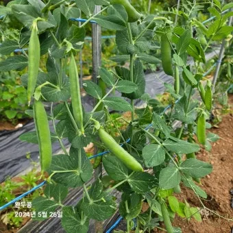 완두콩 수확시기 파종시기 삶는 법 재배법_15