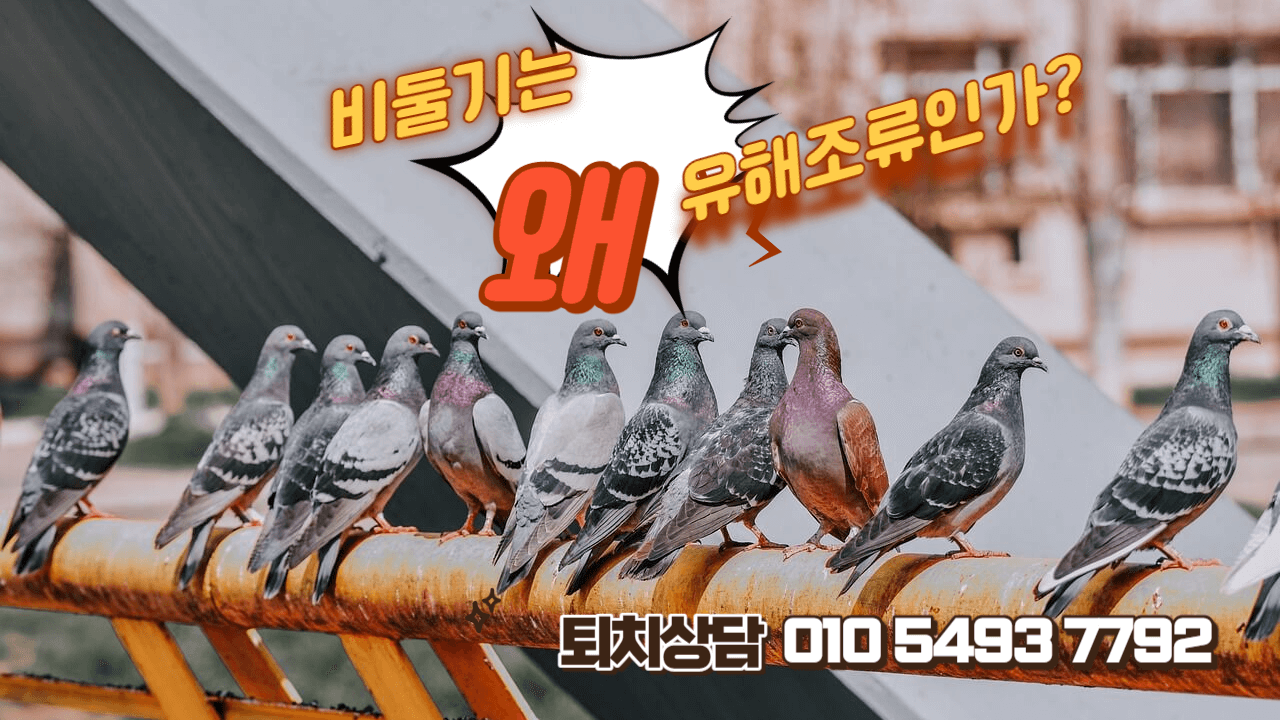 비둘기는 왜 유해 조류인가