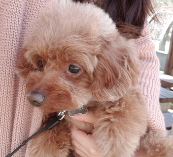  강아지가 덜덜 떠는 이유: 불안한 상황에서의 강아지 행동