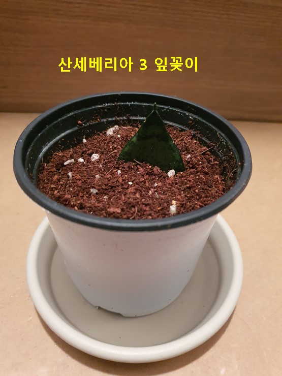 산세베리아 3 잎꽂이