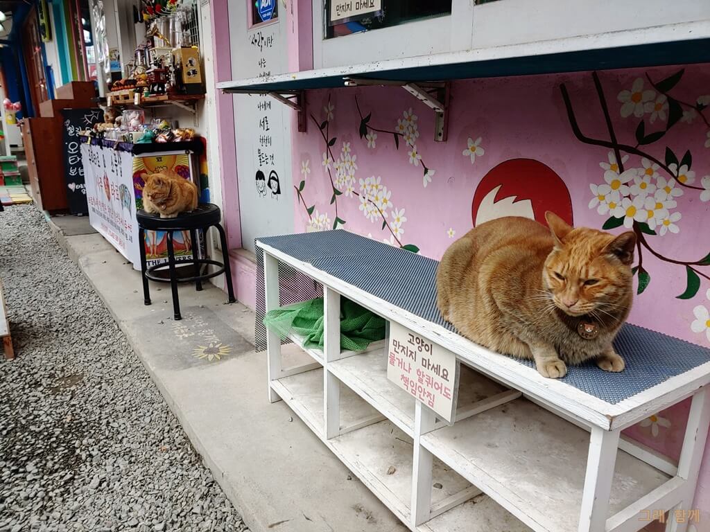 경암동 철길마을 고양이