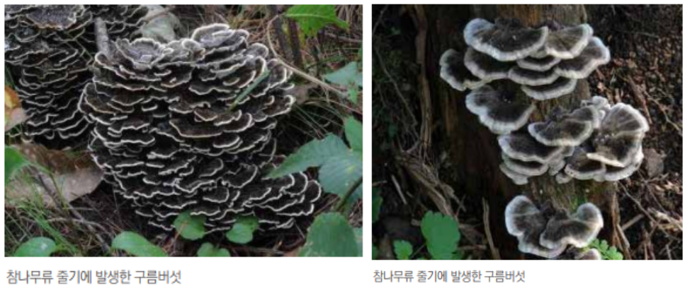  활엽수 변재부후병