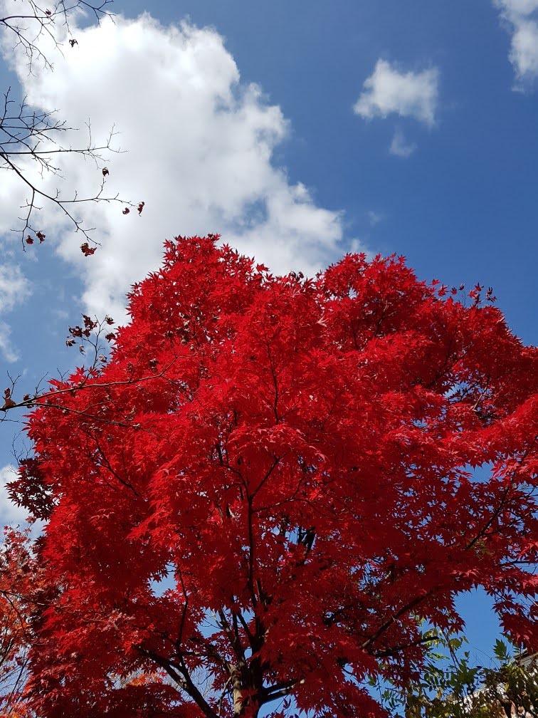 가을에 멋진 빨간색 단풍