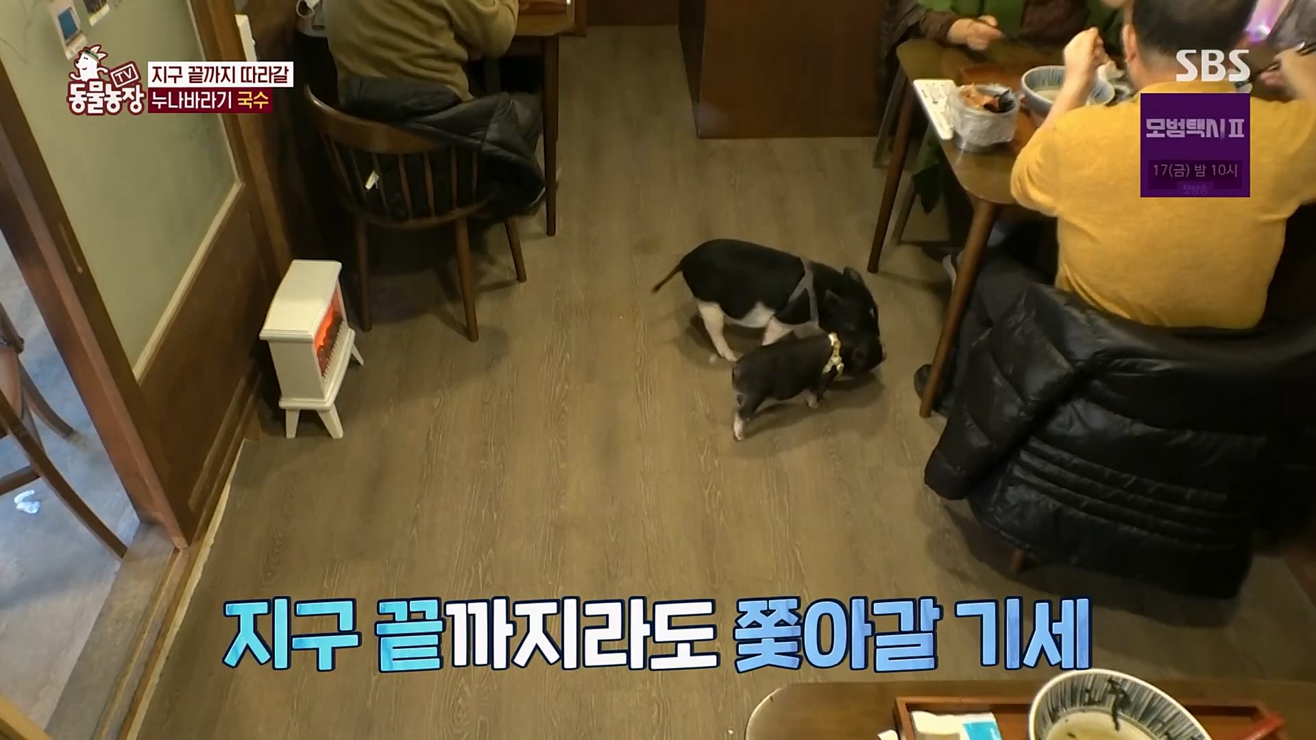TV 동물농장.E1107.230205p.H264-F1RST.mp4_20230205_173942.809.jpg