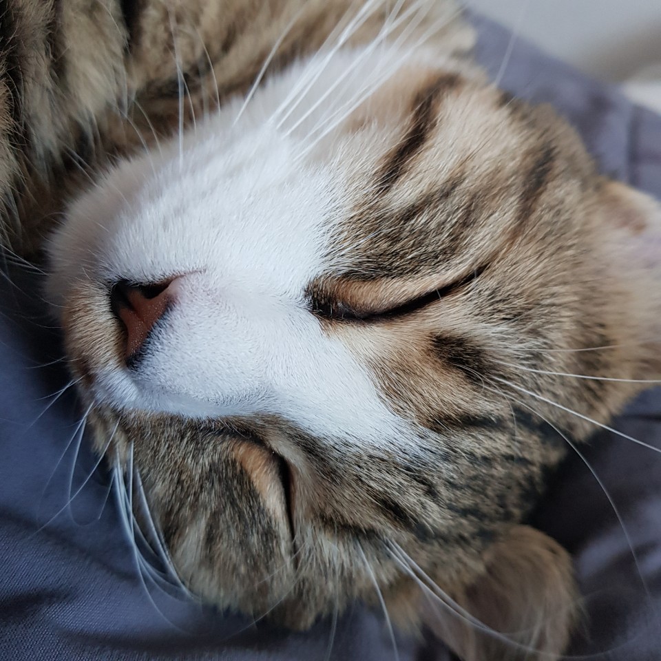  고양이 빗질 하기 방법! 어떻게 하면 좋을까?