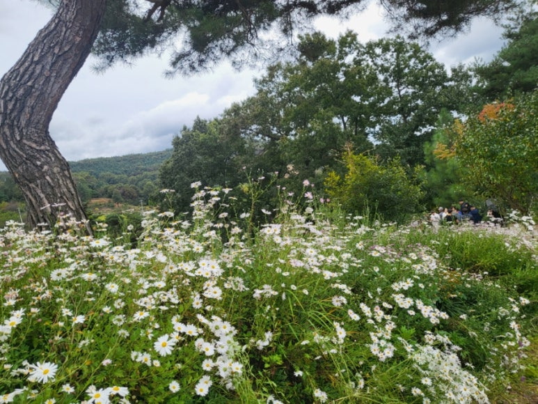 괴산 구절초 축제12