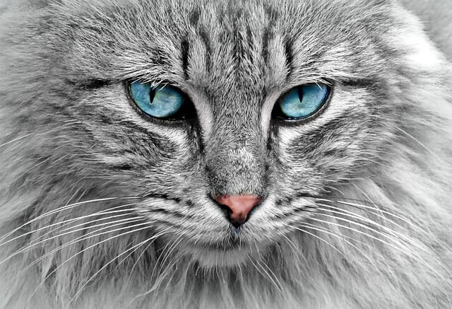 고양이꿈&amp;#44; 고양이 나오는 꿈&amp;#44; 고양이꿈해몽&amp;#44; 고양이 나오는 꿈해몽 흉몽?