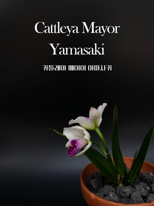 Rlc. Mayor Yamasaki 썸네일