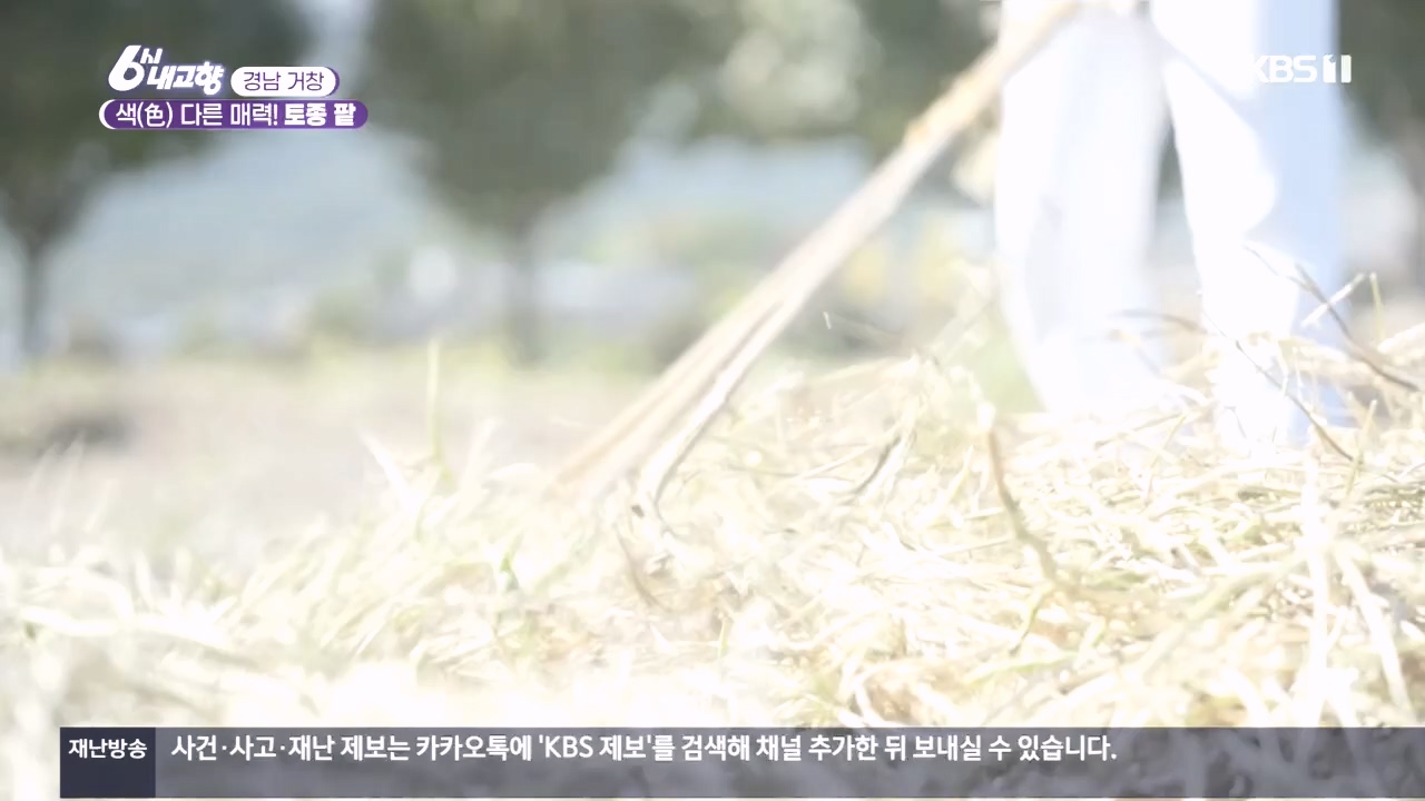 6시 내고향.E7897.231025p.H264-F1RST.mp4_20231025_202859.323.jpg
