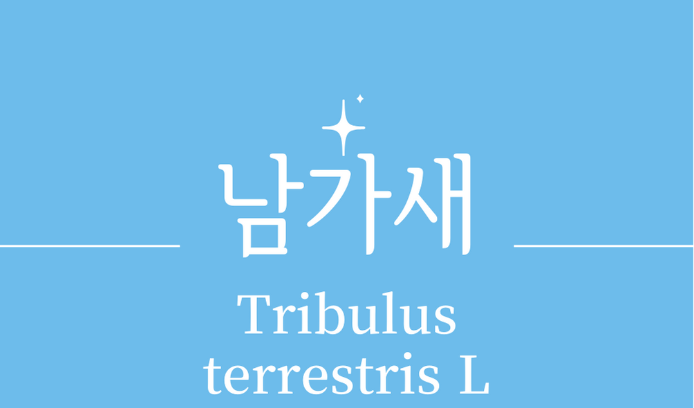&#39;남가새(Tribulus terrestris L)&#39;