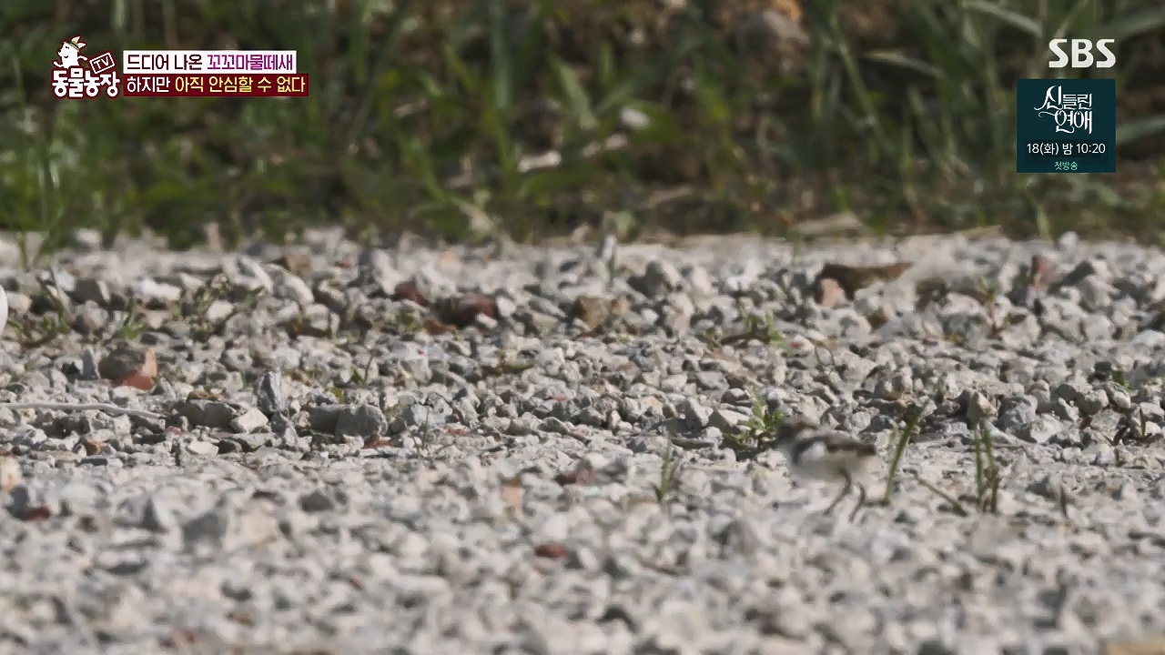 TV 동물농장.E1176.240617p-NEXT.mp4_20240616_171034.375.jpg