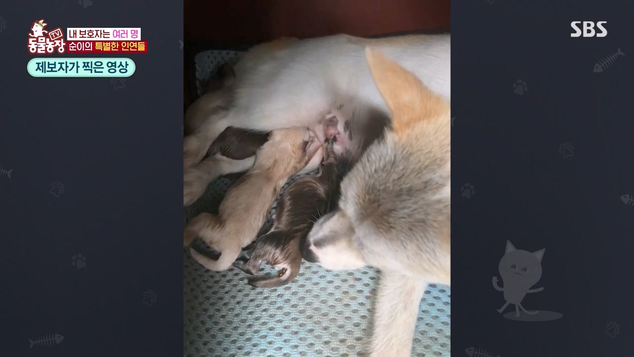 TV 동물농장.E1143.231030p-NEXT.mp4_20231029_162402.872.jpg