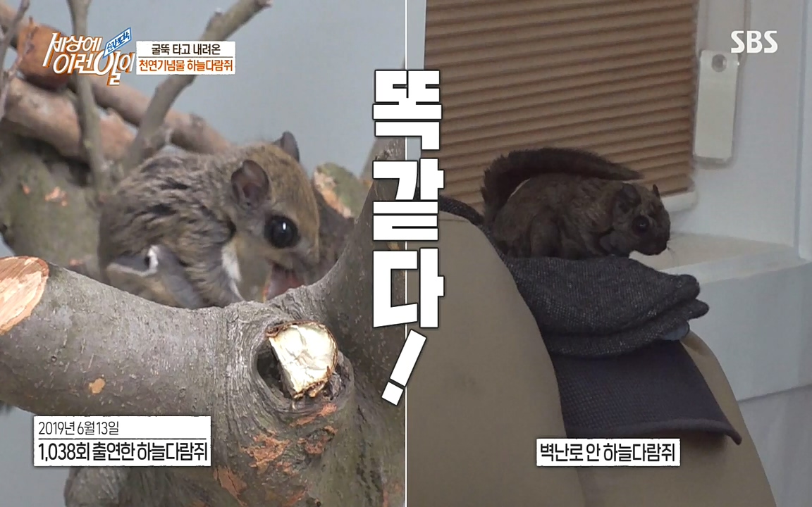 순간포착 세상에 이런일이.E1182.220532p-NEXT.mp4_20220601_171218.606.jpg