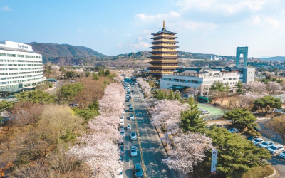 경주 황룡원 벚꽃길