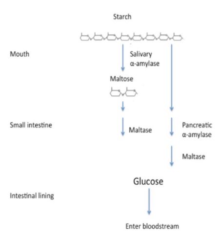  곡물 소화효소제 아밀라아제(amylase)의  효능