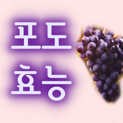  포도 보관법 씻는법 포도주 포도 효능 주의사항 부작용/grape