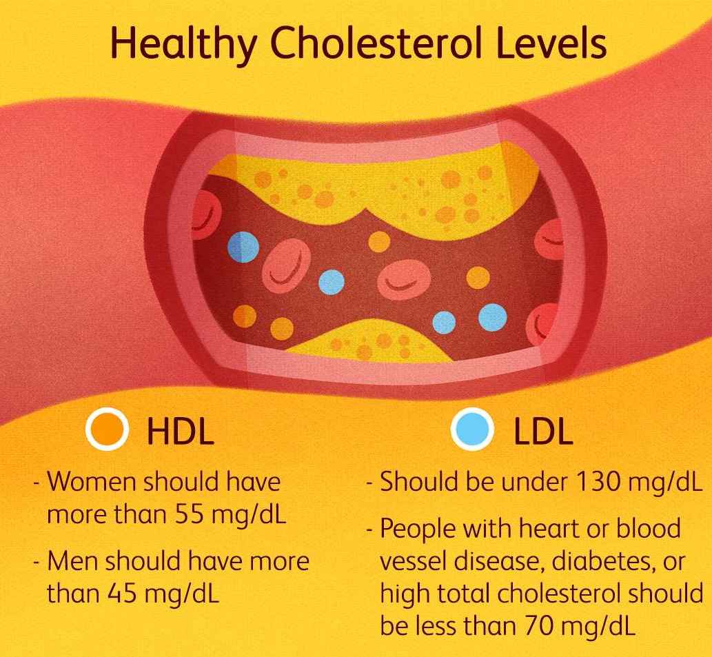 콜레스테롤 HDL과 LDL