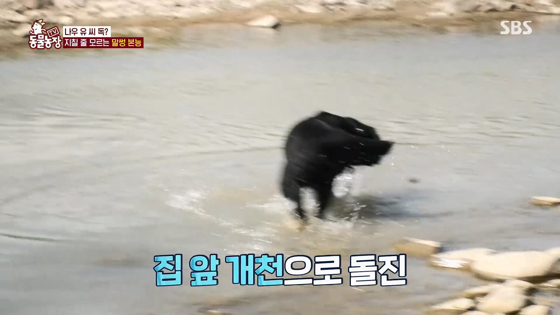 TV 동물농장.E1123.230604p.H264-F1RST.mp4_20230604_173257.963.jpg