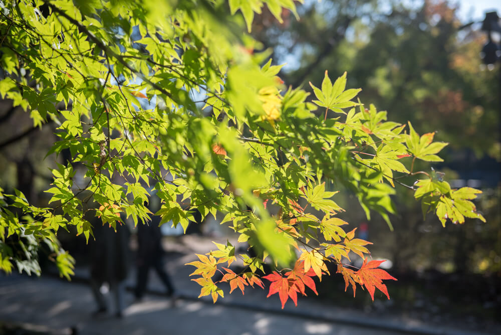 서울 단풍 명소 창경궁