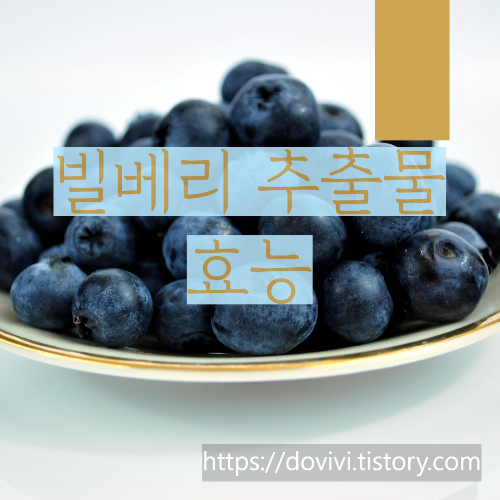  건강기능식품 빌베리 추출물 안토시아닌 효능 및 기준 규격