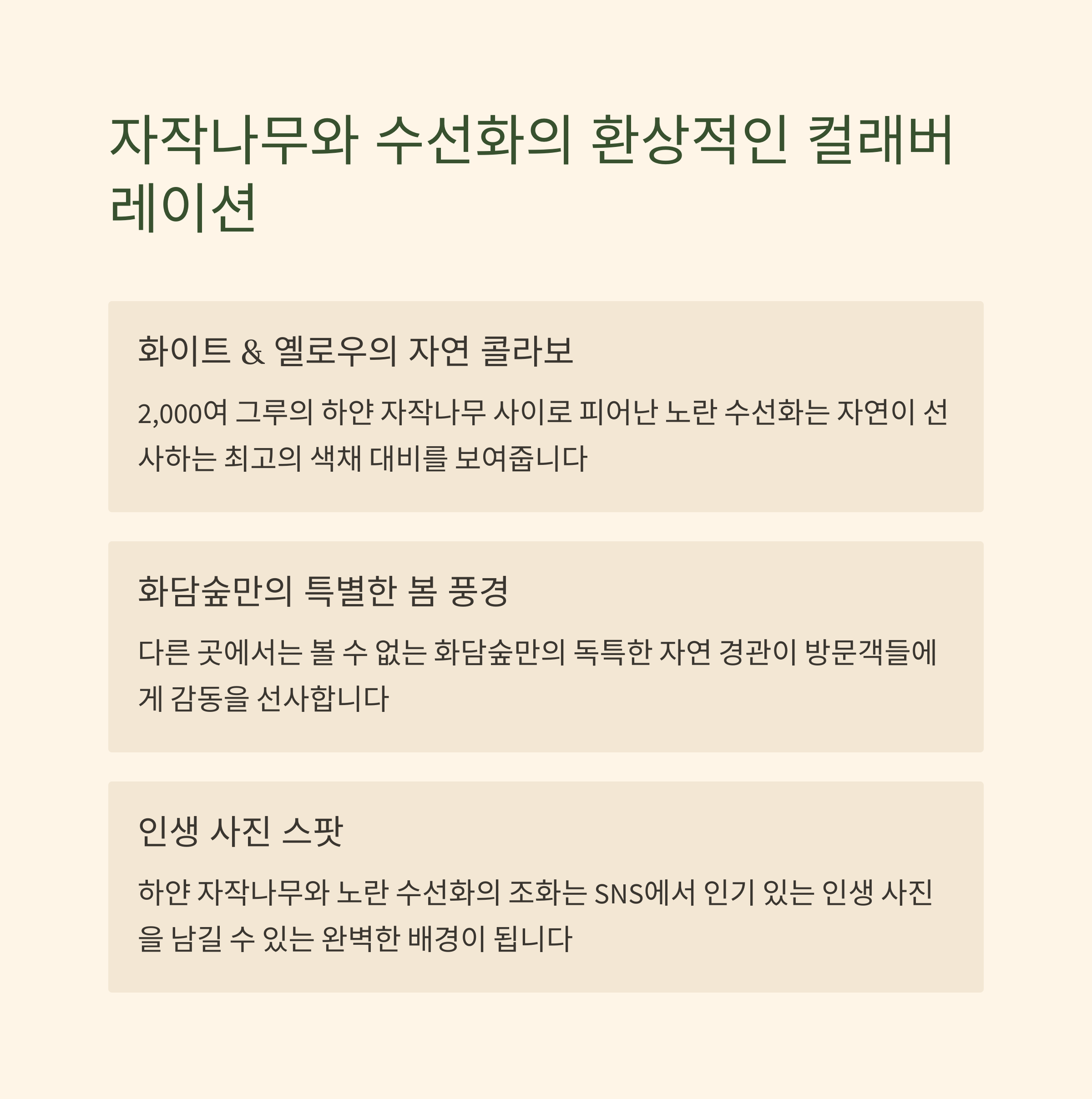 자작나무와 수선화의 환상적인 컬래버레이션