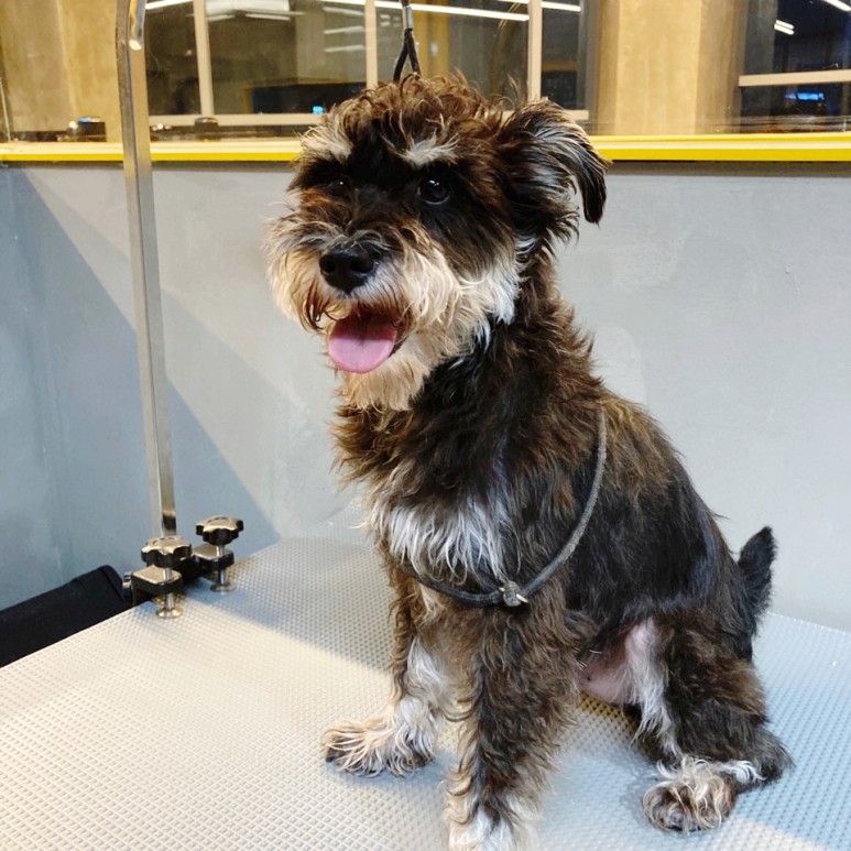 황금동 '도그 데이트' 가게 위쪽 굿! 대구 애견호텔 미용 6